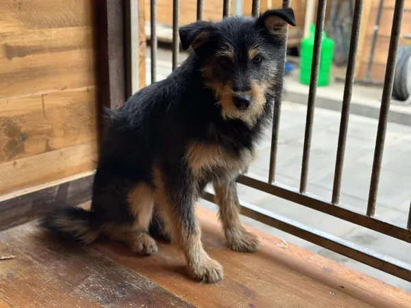 Pies do adopcji, Rytlów, 23 lutego 2025