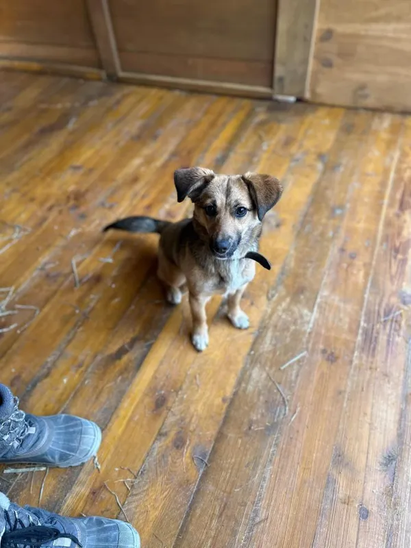 Pies do adopcji, Rytlów, 23 lutego 2025