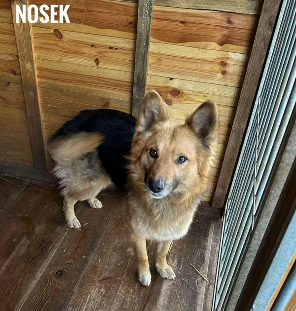 Pies do adopcji, Rytlów, 23 lutego 2025