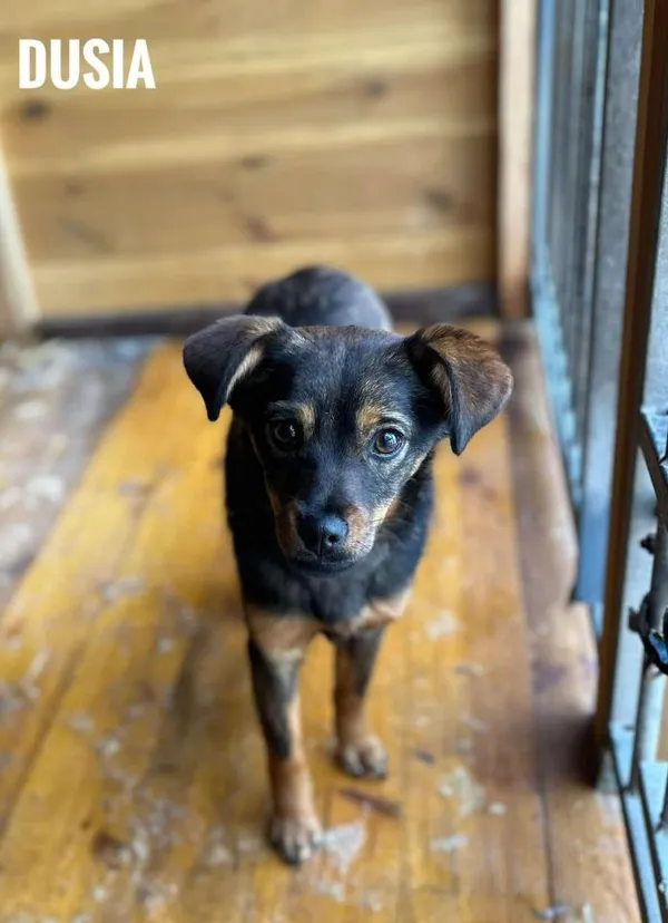 Pies do adopcji, Rytlów, 23 lutego 2025