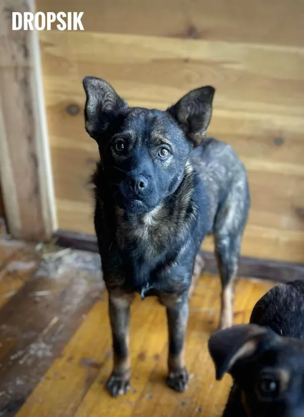 Pies do adopcji, Rytlów, 23 lutego 2025