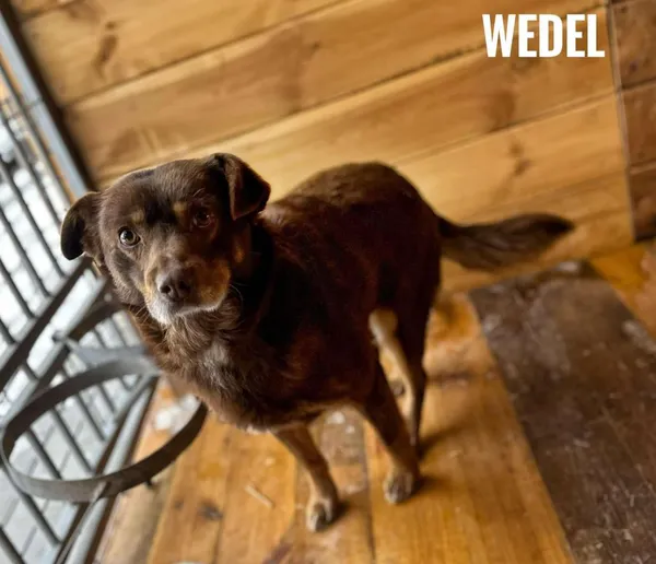 Pies do adopcji, Rytlów, 23 lutego 2025