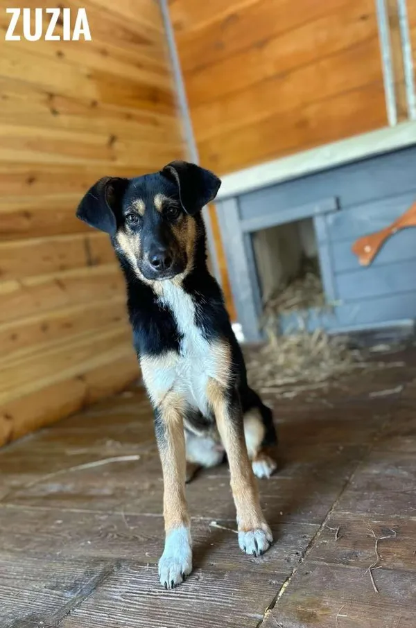 Pies do adopcji, Rytlów, 23 lutego 2025