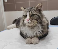 Znaleziono kota, Siedlce, 18 lutego 2025