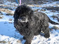 Znaleziono psa, Siedlce, 17 lutego 2025