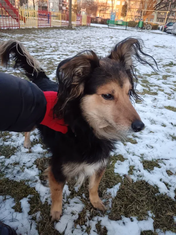 Znaleziono psa, Łódź, 22 lutego 2025