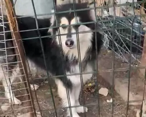 Pies do adopcji, Głowno, 23 lutego 2025 (1/5)