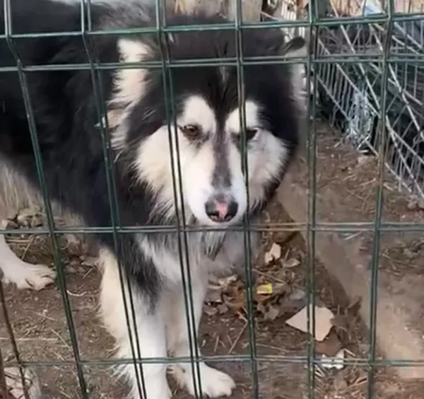 Pies do adopcji, Głowno, 23 lutego 2025 (2/5)