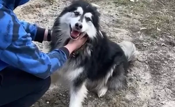 Pies do adopcji, Głowno, 23 lutego 2025 (3/5)