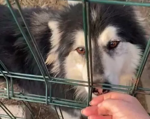 Pies do adopcji, Głowno, 23 lutego 2025 (5/5)