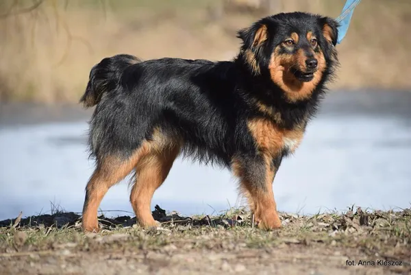 Znaleziono psa, Toruń, 3 lutego 2025