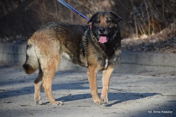 Znaleziono psa, Toruń, 11 lutego 2025