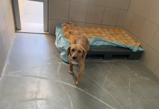 Pies do adopcji, Kraków, 9 lutego 2025