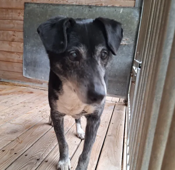 Pies do adopcji, Orzechowce, 22 lutego 2025 (1/3)