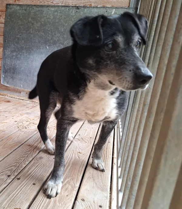 Pies do adopcji, Orzechowce, 22 lutego 2025 (2/3)