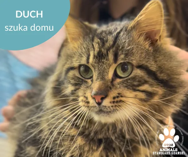 Kot do adopcji, Starogard Gdański, 24 lutego 2025