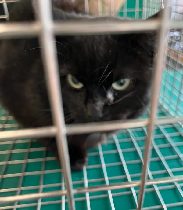 Znaleziono kota, Dobra, 21 lutego 2025