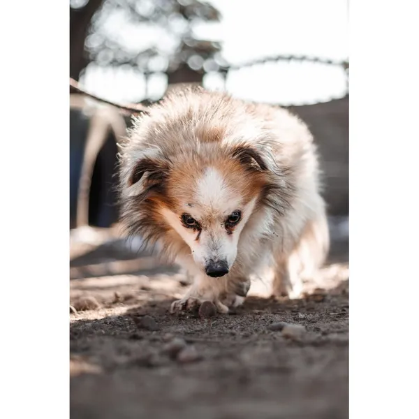 Znaleziono psa, Białystok, 6 lutego 2025 (2/4)