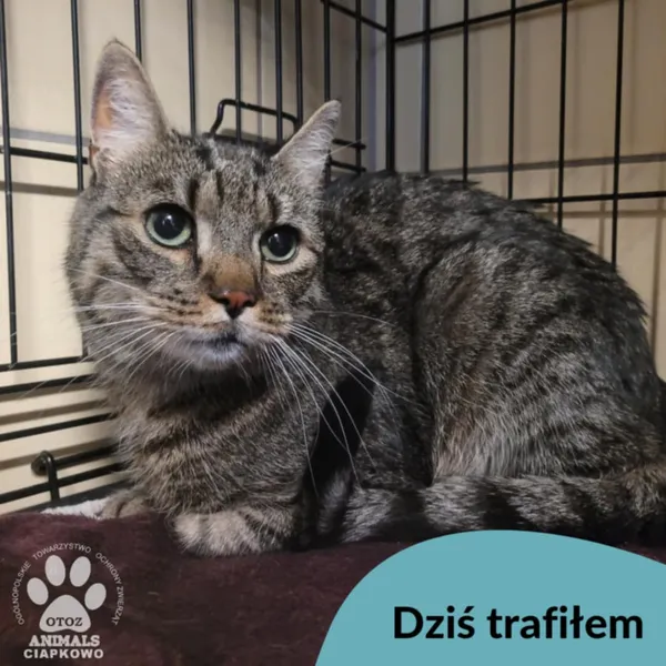 Znaleziono kota, Gdynia, 24 lutego 2025