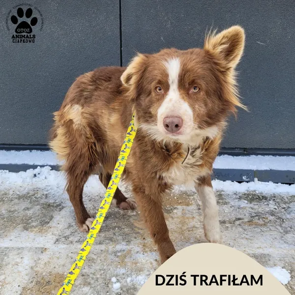 Znaleziono psa, Gdynia, 15 lutego 2025