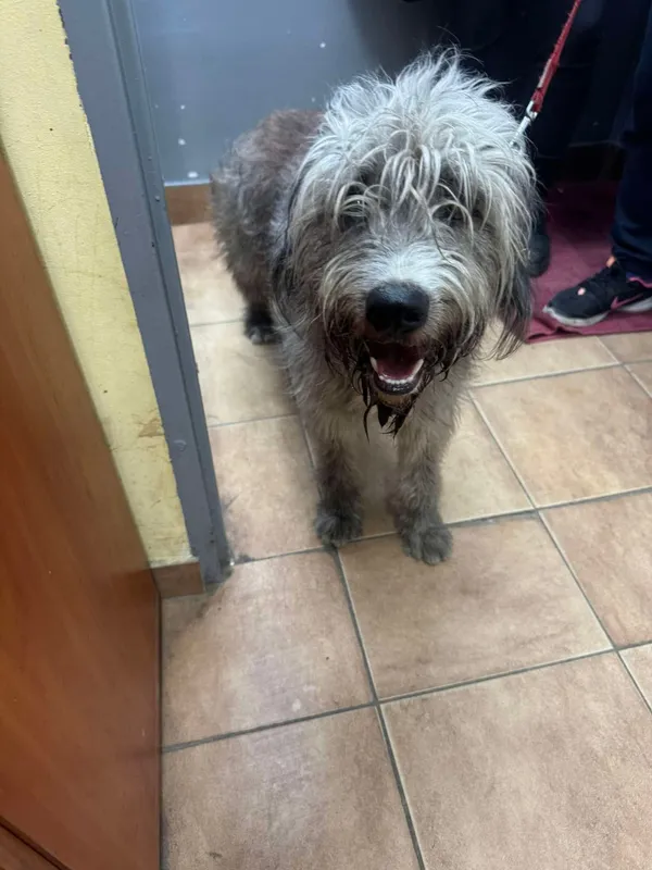 Znaleziono psa, Sosnowiec, 23 lutego 2025 (1/4)