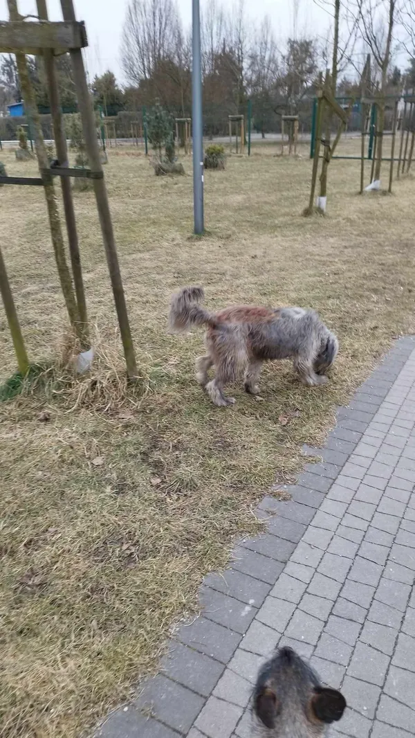 Znaleziono psa, Sosnowiec, 23 lutego 2025 (4/4)