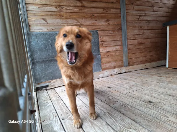 Pies do adopcji, Orzechowce, 24 lutego 2025 (3/5)