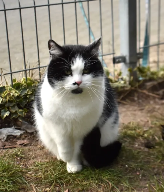 Kot do adopcji, Piła, 7 maja 2024