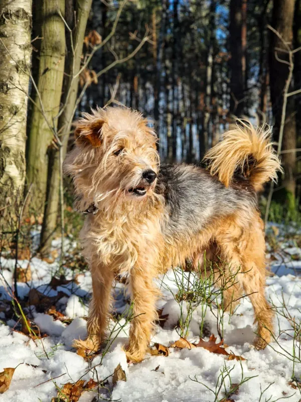 Pies do adopcji, Dłużyna Górna, 24 lutego 2025 (2/4)