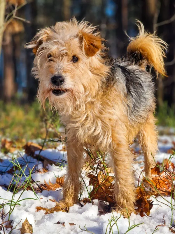 Pies do adopcji, Dłużyna Górna, 24 lutego 2025 (3/4)