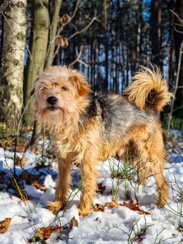 Pies do adopcji, Dłużyna Górna, 24 lutego 2025 (4/4)