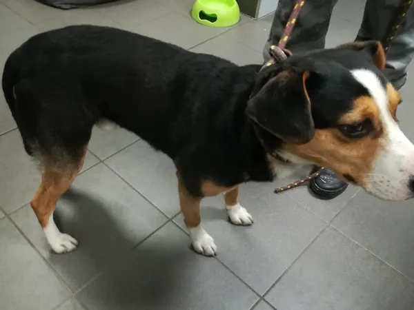 Znaleziono psa, Bydgoszcz, 21 lutego 2025