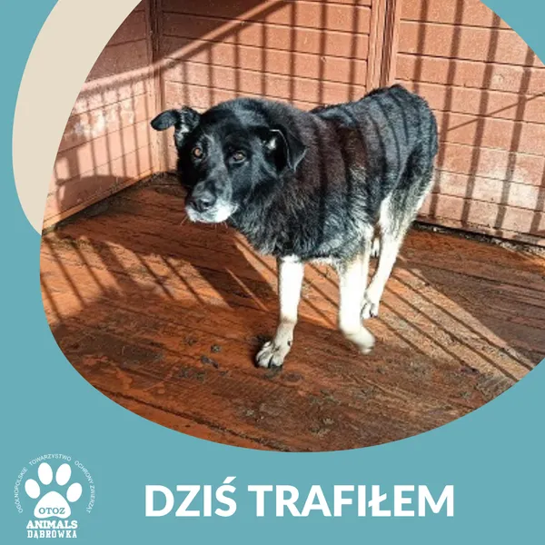 Znaleziono psa, Dąbrówka, 24 lutego 2025