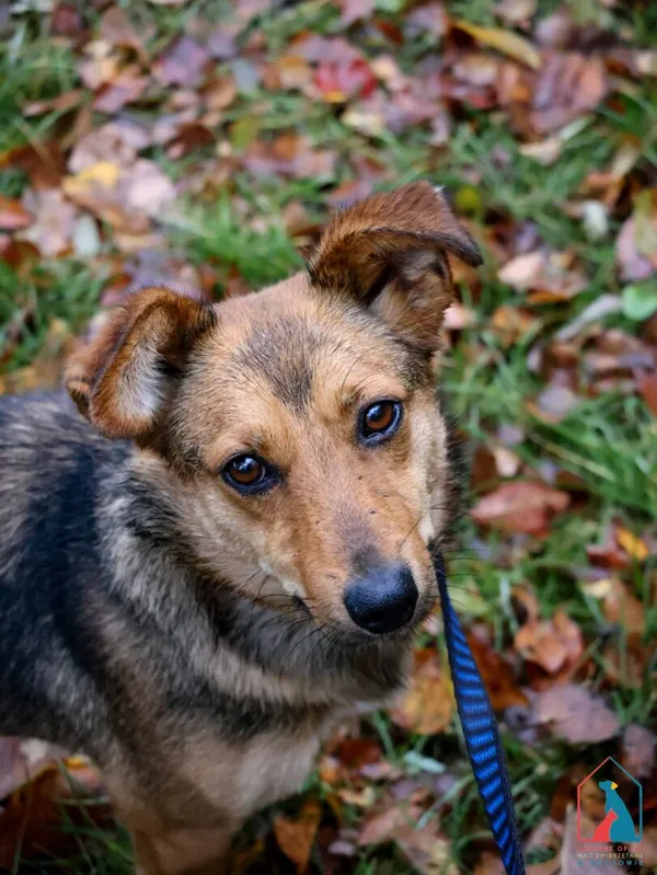 Pies do adopcji, Grudziądz, 27 lipca 2024 (1/5)