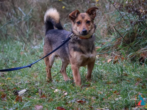 Pies do adopcji, Grudziądz, 27 lipca 2024 (2/5)