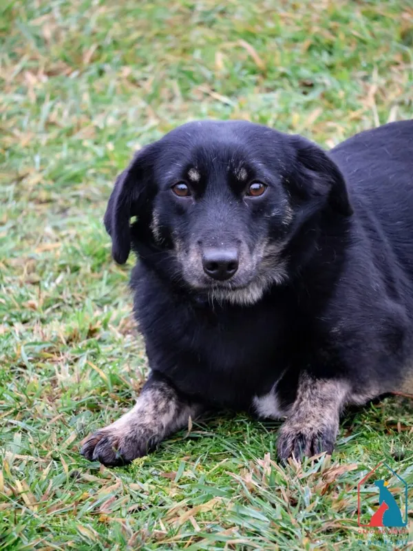 Pies do adopcji, Grudziądz, 13 października 2023 (1/5)