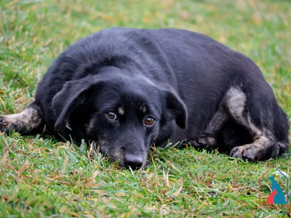 Pies do adopcji, Grudziądz, 13 października 2023 (4/5)