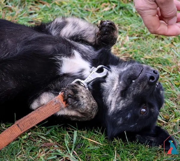 Pies do adopcji, Grudziądz, 13 października 2023 (5/5)