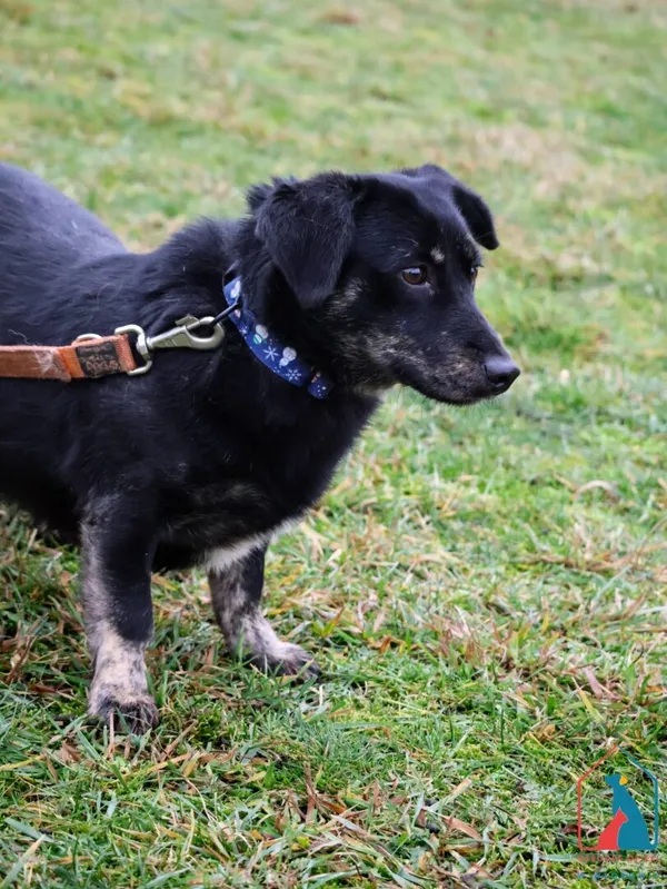 Pies do adopcji, Grudziądz, 13 października 2023 (2/5)