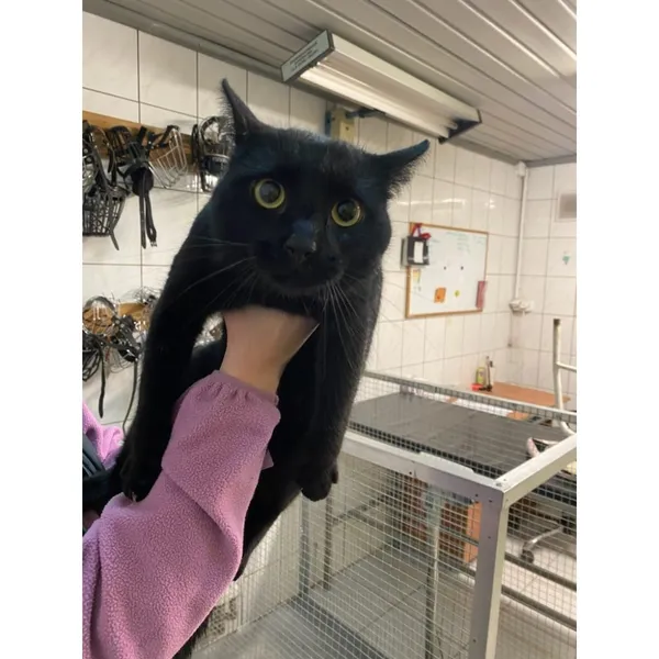 Znaleziono kota, Białystok, 23 lutego 2025