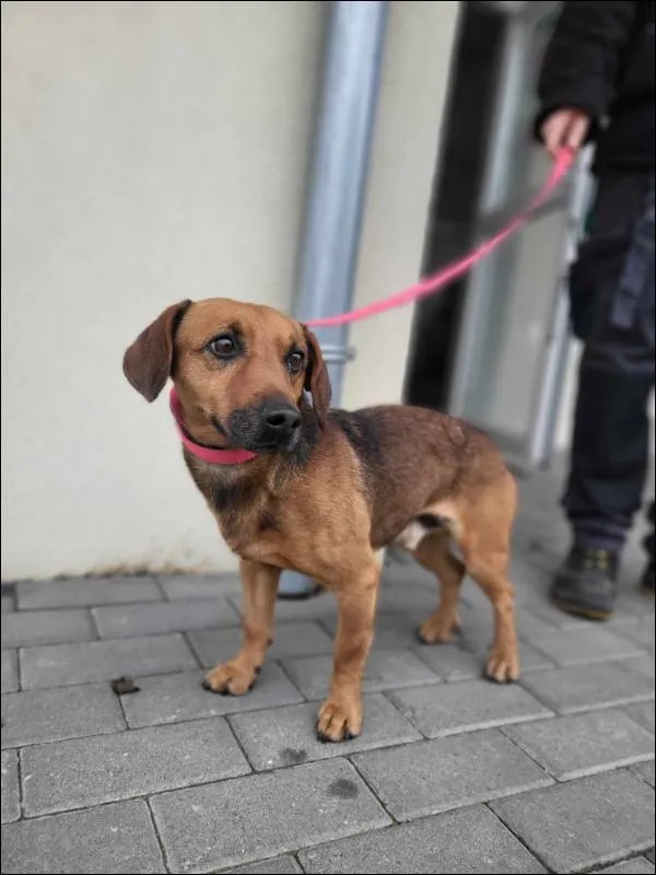 Znaleziono psa, Grudziądz, 24 lutego 2025