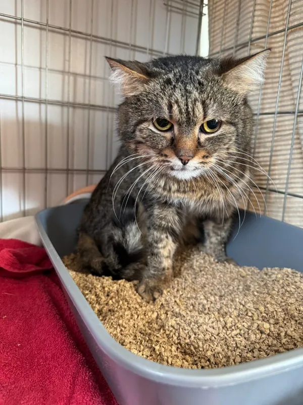 Kot do adopcji, Korabiewice, 24 lutego 2025 (3/3)