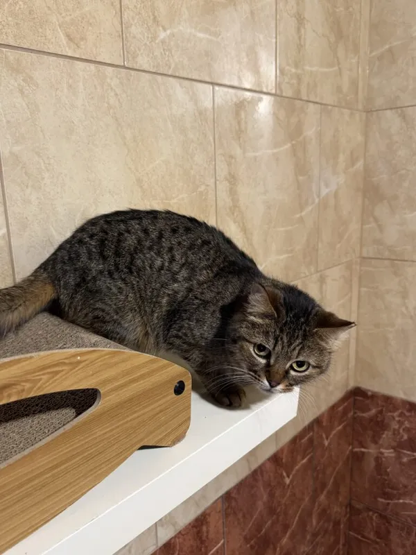 Kot do adopcji, Korabiewice, 24 lutego 2025 (2/3)