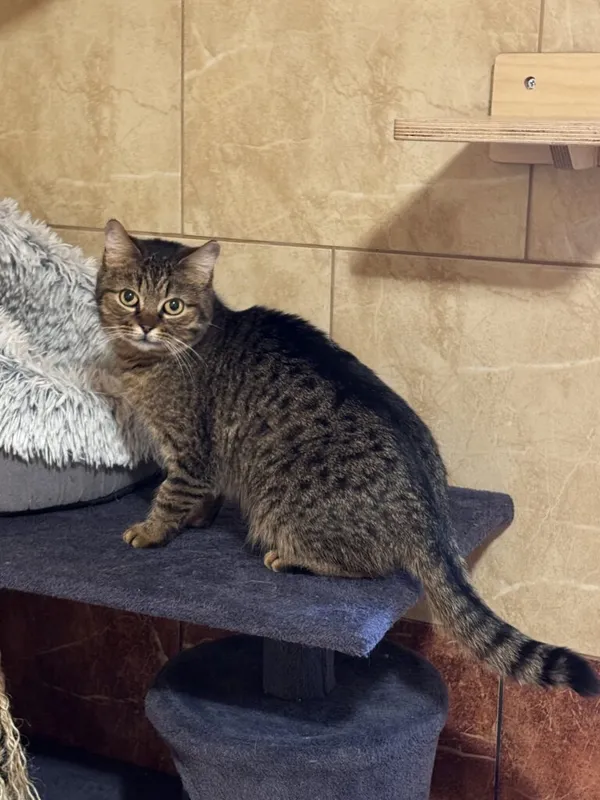 Kot do adopcji, Korabiewice, 24 lutego 2025 (3/3)