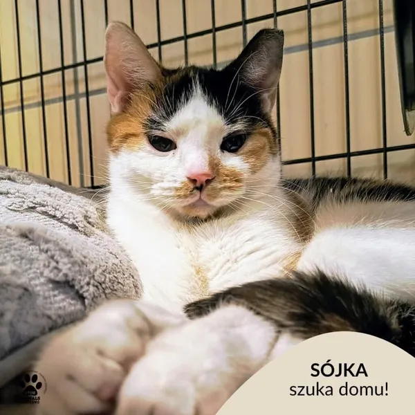 Kot do adopcji, Gdynia, 25 lutego 2025 (1/4)