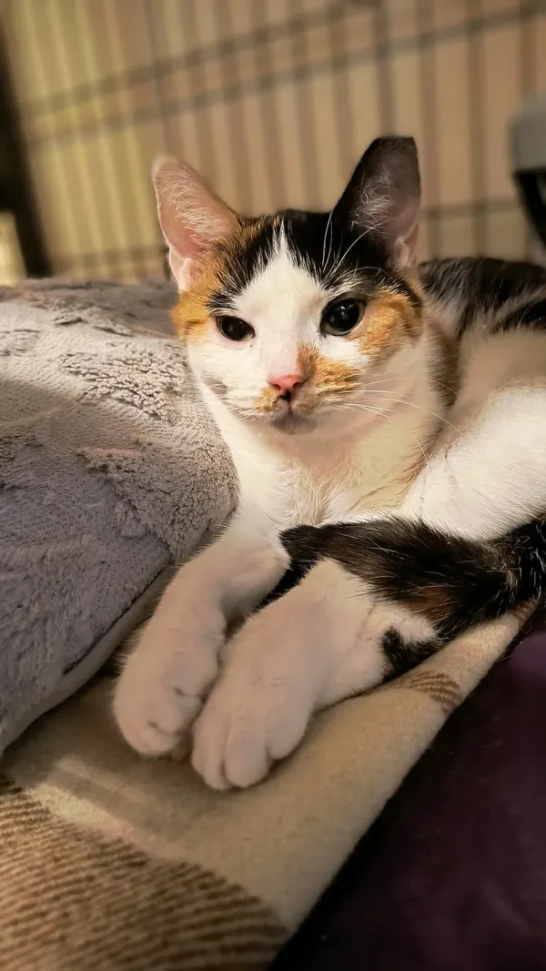 Kot do adopcji, Gdynia, 25 lutego 2025 (3/4)