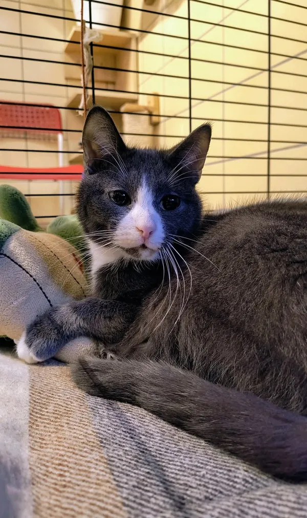 Kot do adopcji, Gdynia, 25 lutego 2025 (2/3)