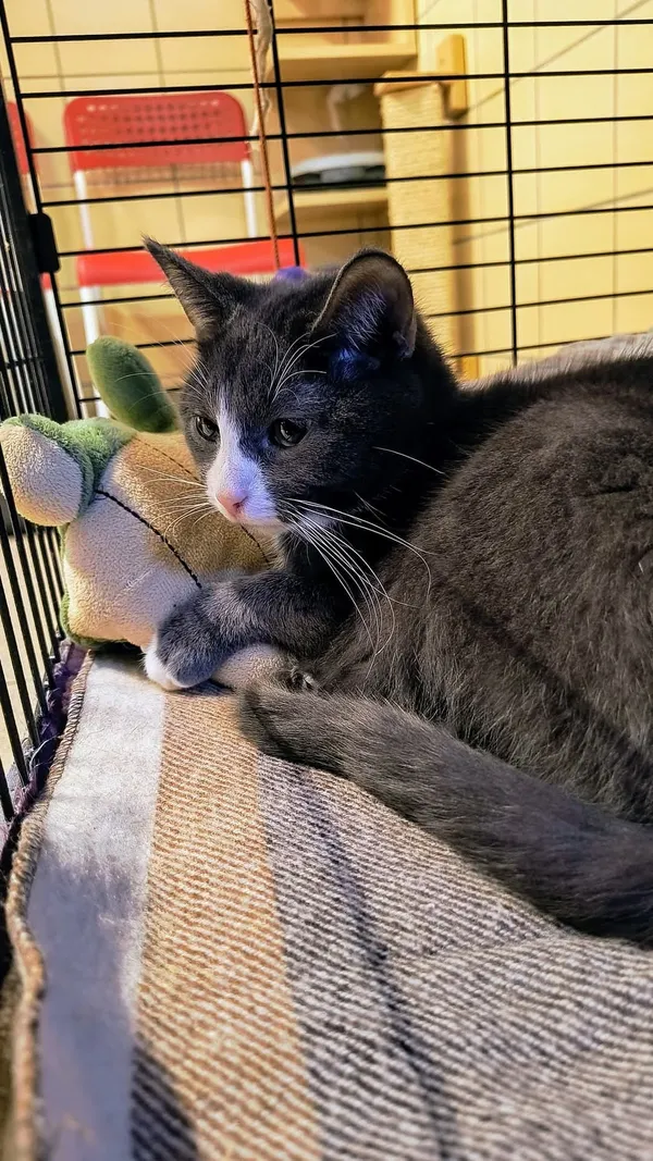 Kot do adopcji, Gdynia, 25 lutego 2025 (3/3)