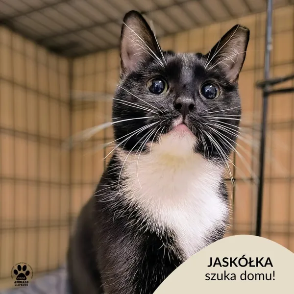 Kot do adopcji, Gdynia, 25 lutego 2025 (1/4)