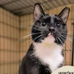 Kot do adopcji